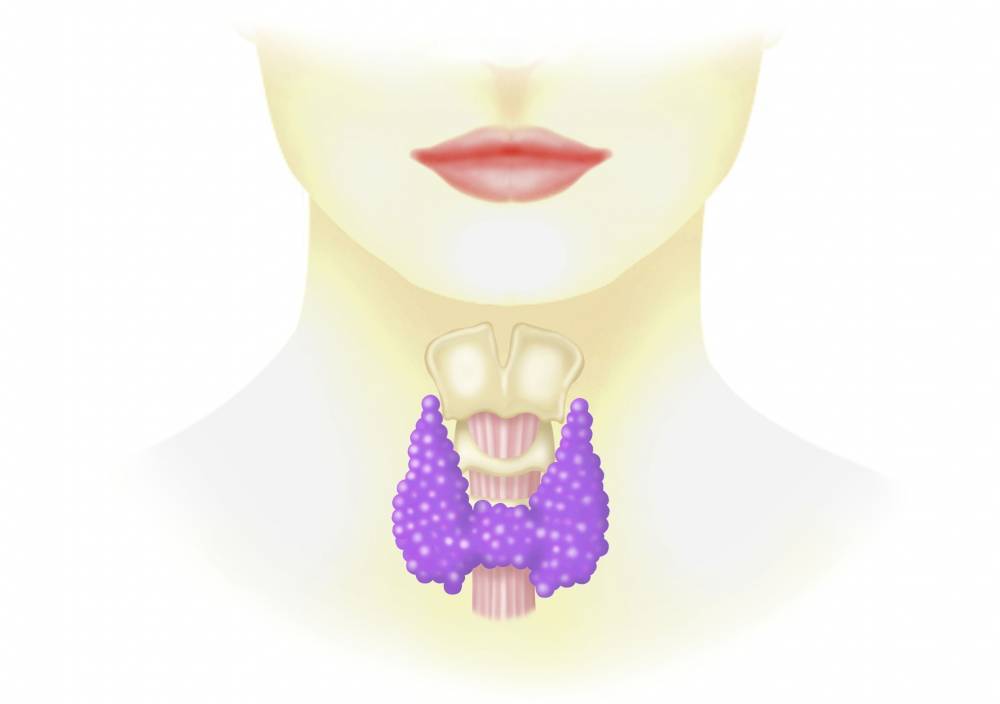 A graphic depicting the thyroids.
