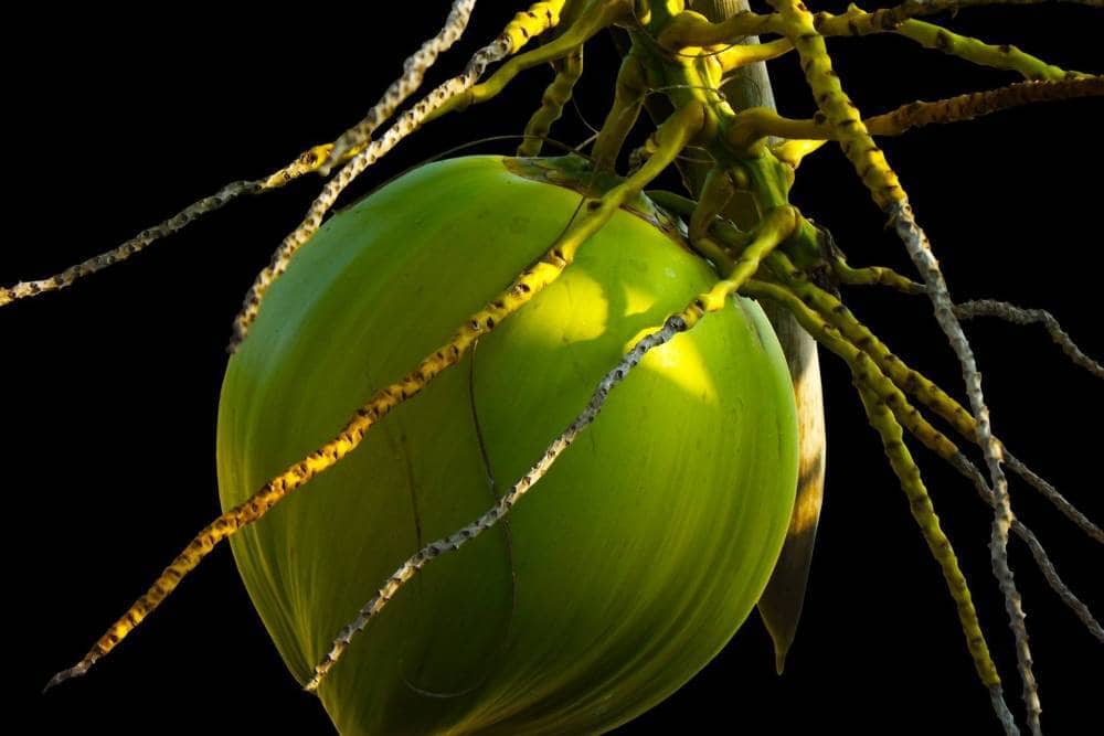 Plant of the coconut tree.